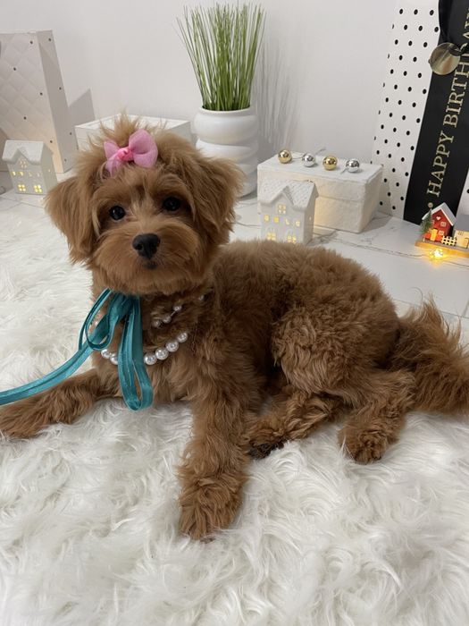 Помапу — Маленькі щастячка готові до переїзду