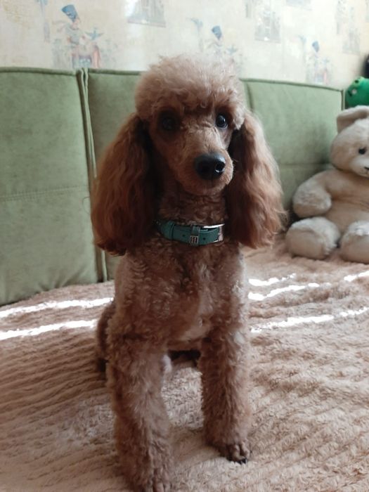 Вязка мальчика карликового пуделя. Харьков