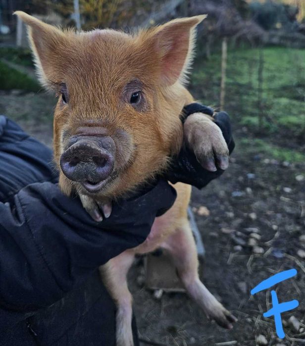 Porcos kunekune Fêmeas e Machos
