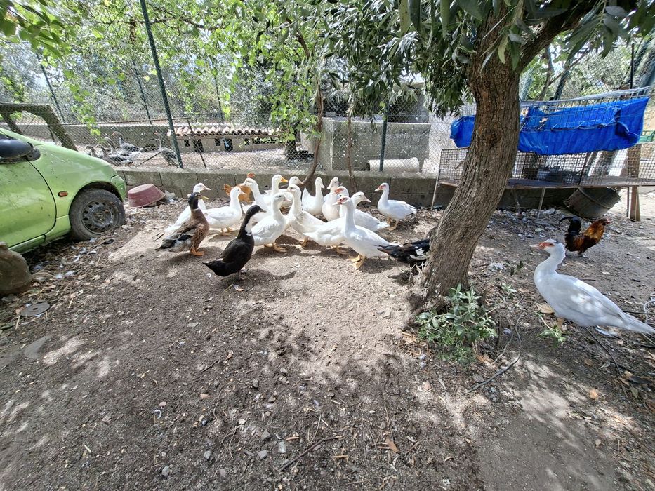 Patos,mudos e franceses.
