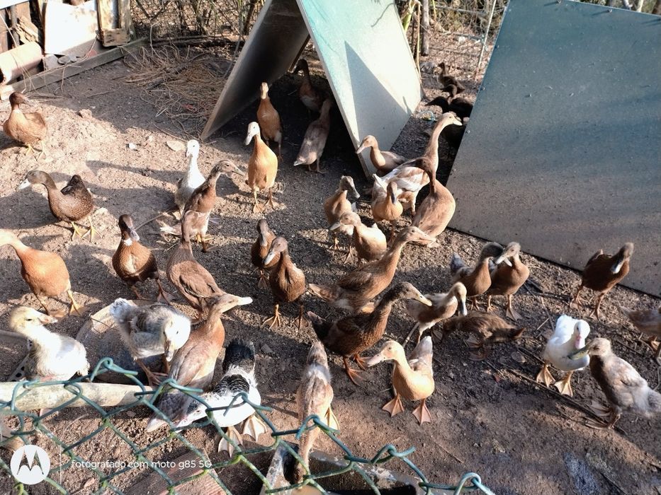 Patos corredores e patos real