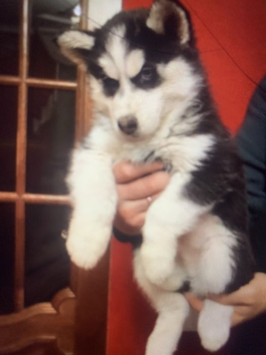 Цуценята Сибірської Хаскі