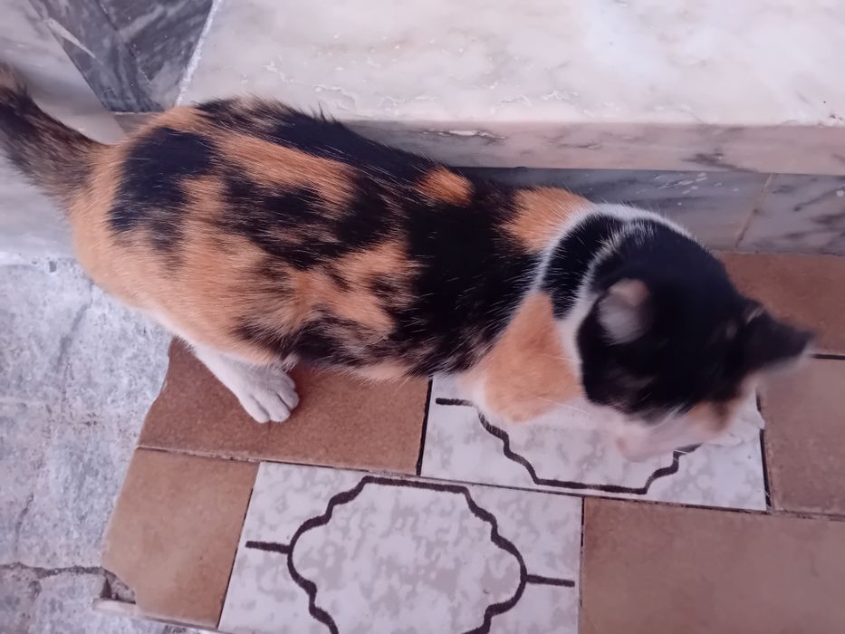 Urgente gatinha para adoção