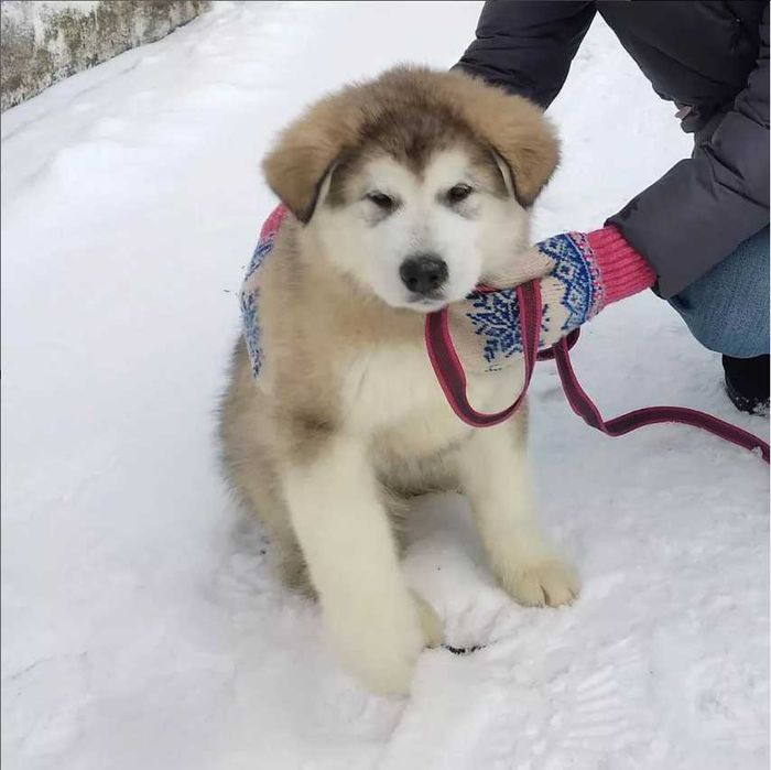 Аляскінський Маламут в'язка