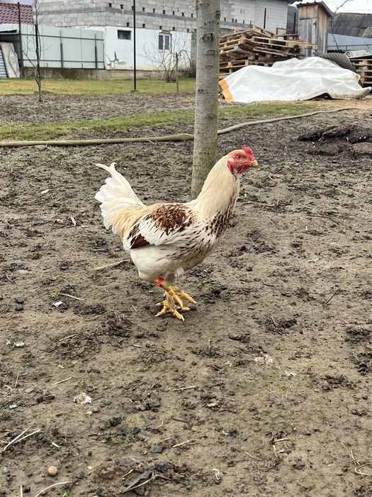 Когут корниш 5 місяц