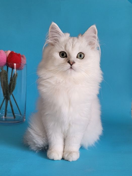 Британська срібляста шиншила кошенята