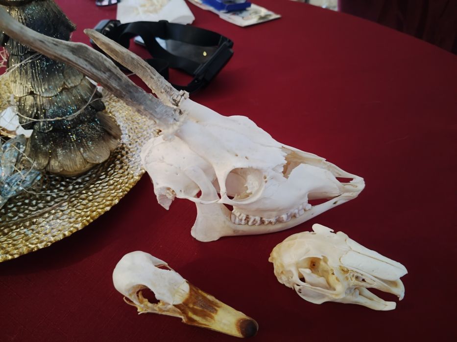 Taxidermy Zestaw Rogacz Zając Gęś