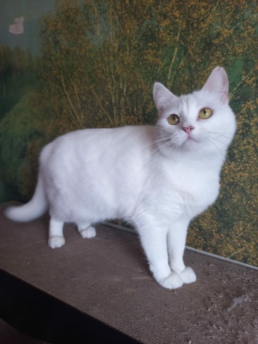 Отдам белую кошку, стерилизована. 2 года