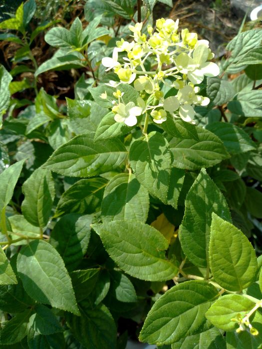 Гортензія волотиста