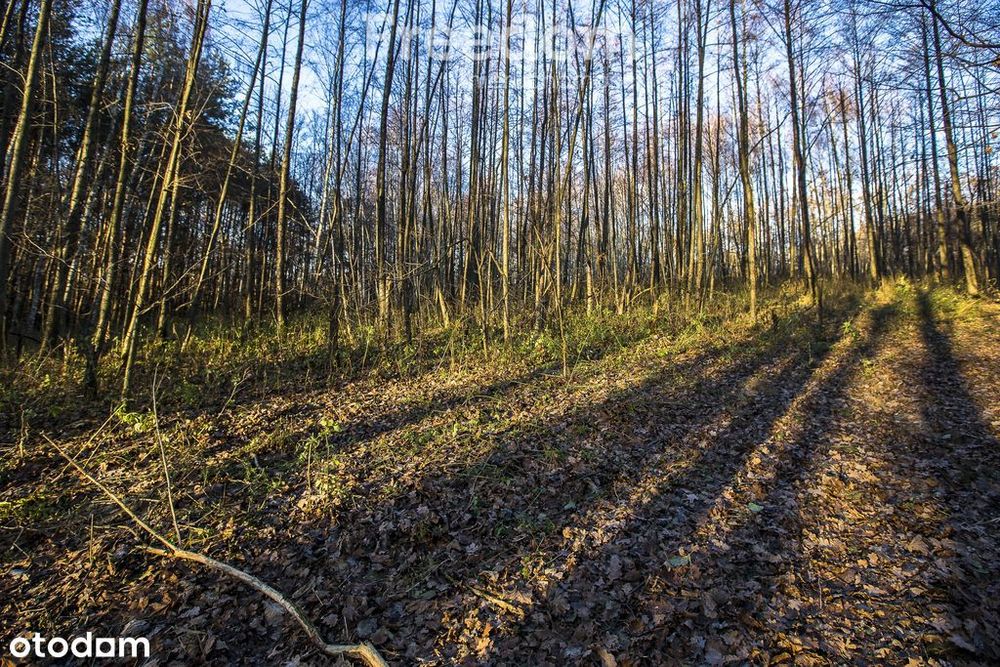 Działka 39,75 ar przy drodze i lesie– Giedlarowa