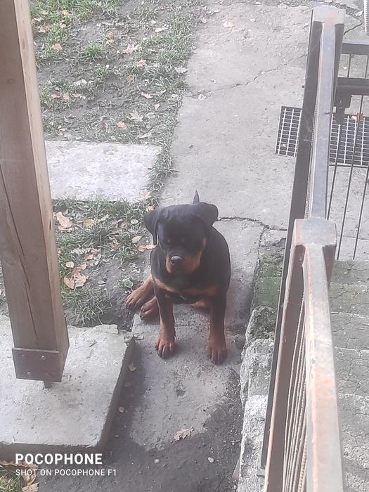 Rottweiler szczenię suczka FCI