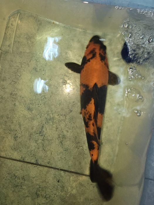 Carpa koi Hi Utsuri
