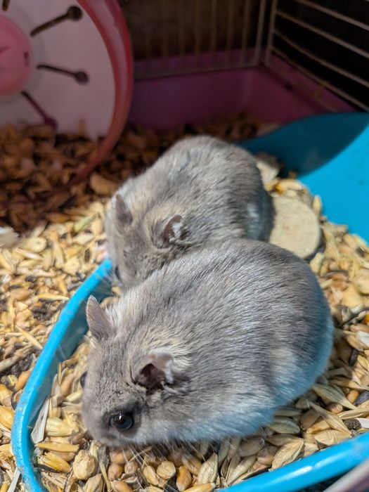 Віддам хом’ячків у добрі руки