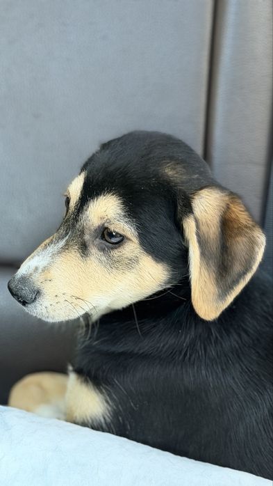 Віддам в добрі руки