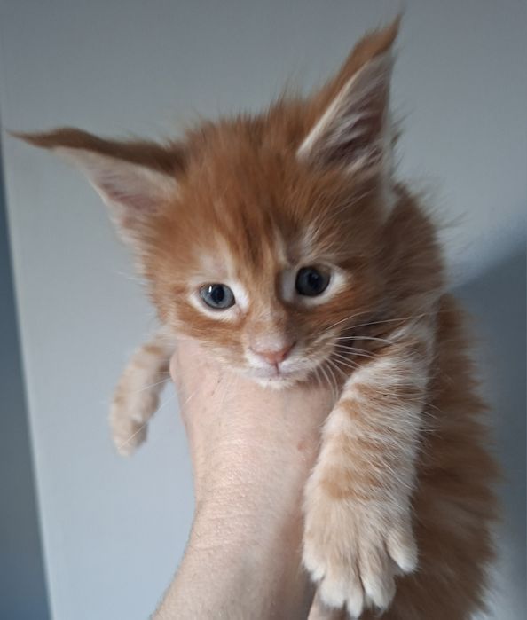 Rudy kocurek Maine Coon