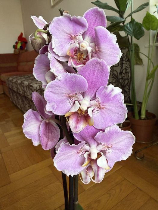 Орхідея Каділак метелик