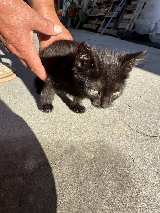 Dou gatinha bebé preta