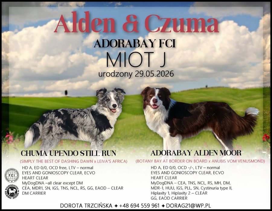 Piesek border collie blue merle ZKwP FCI