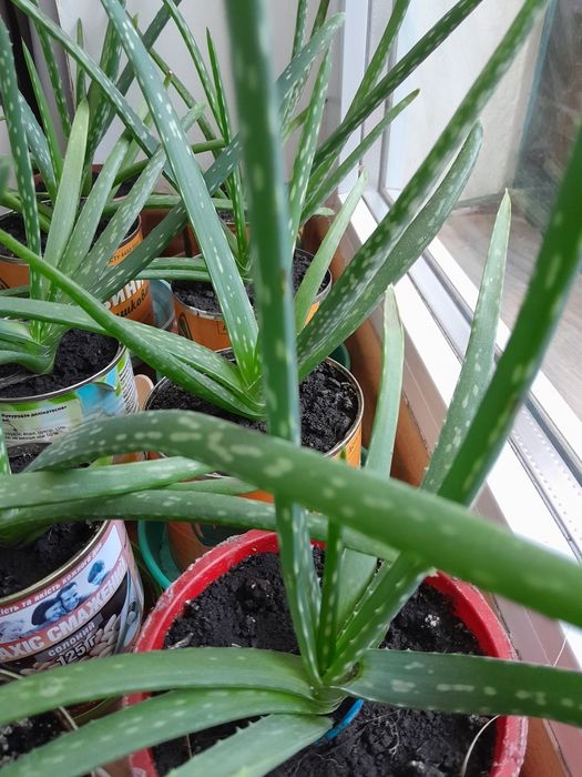 Лікарська рослина Алое вера