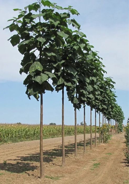 Дерево Павлонія 2-річний саджанець