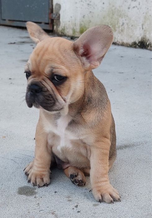 Bulldog francês bebé