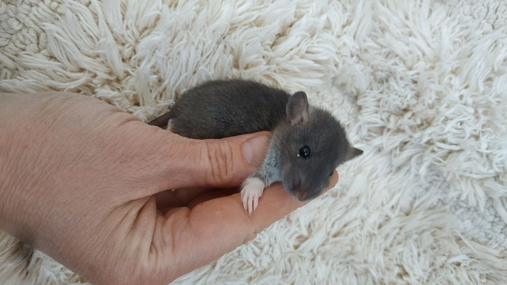 Необыкновенные умные крысятки малыши Агути сиамские Дамбо рекс крыса