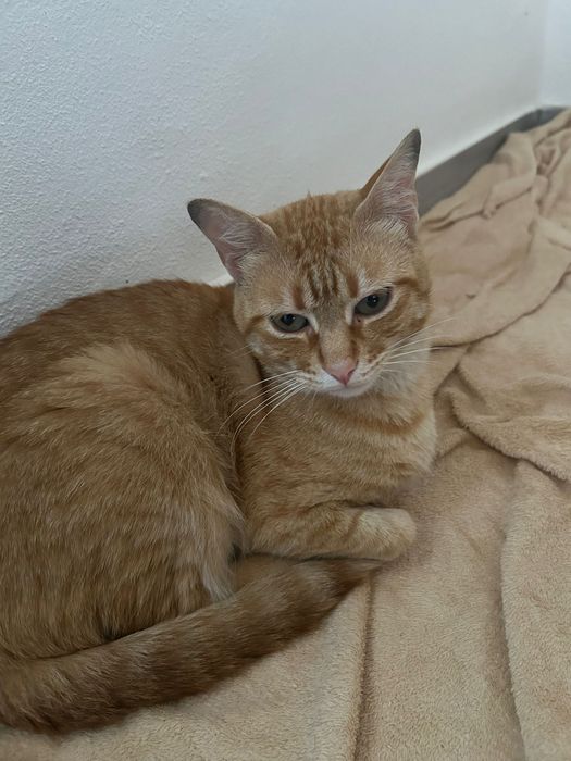 Gatinhos e Gatos para Adoção