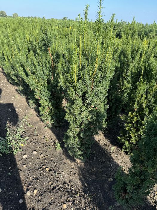 Cis hicksi  taxus