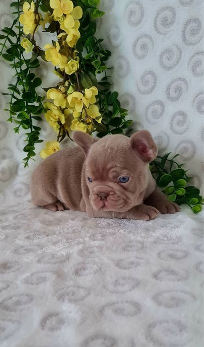 Excelente Isabella Bulldog/Bouledogue Frances de Qualidade