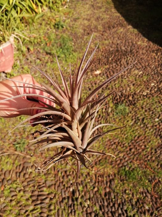 Planta aérea Tillandsia