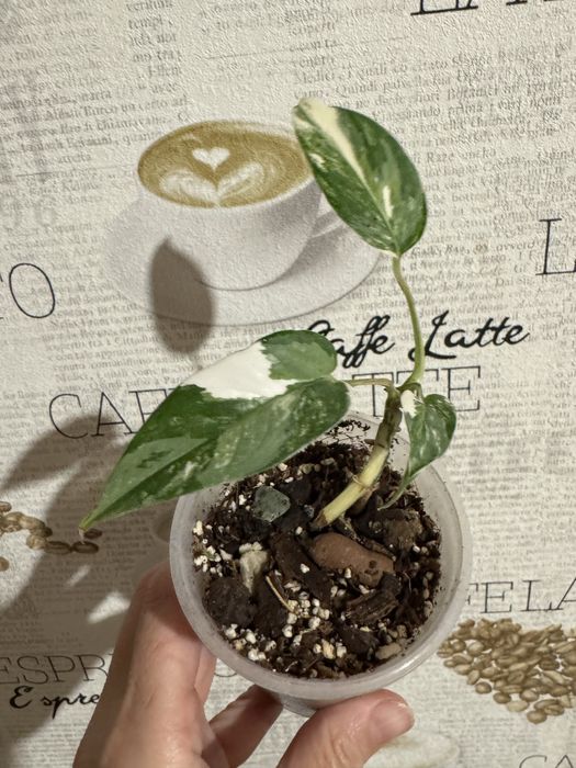 Монстера undetermined