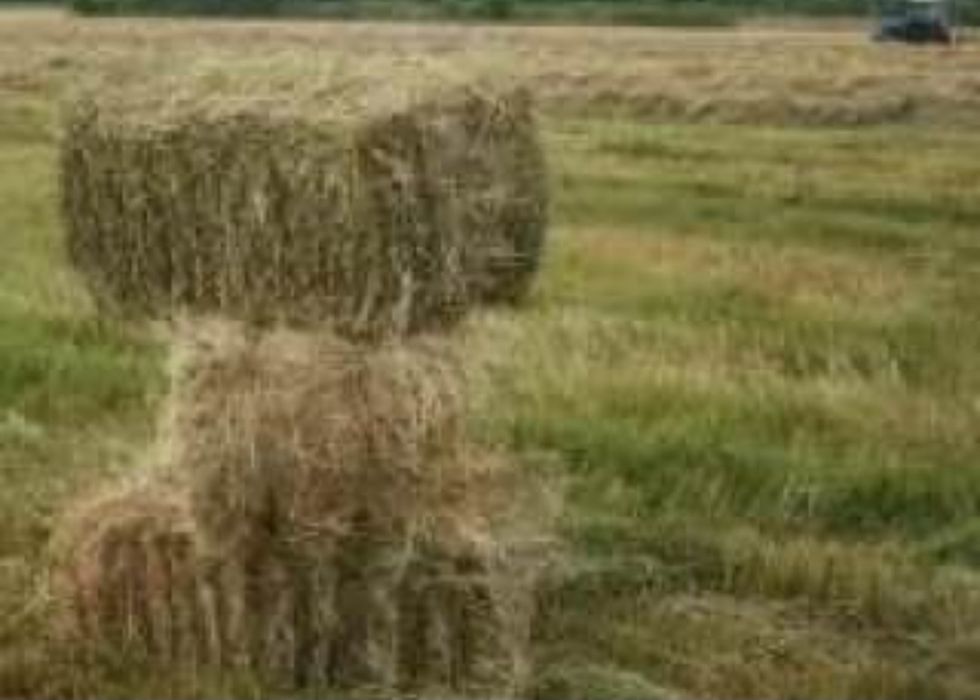 Продам сіно лугове , пшеничну солому в тюках