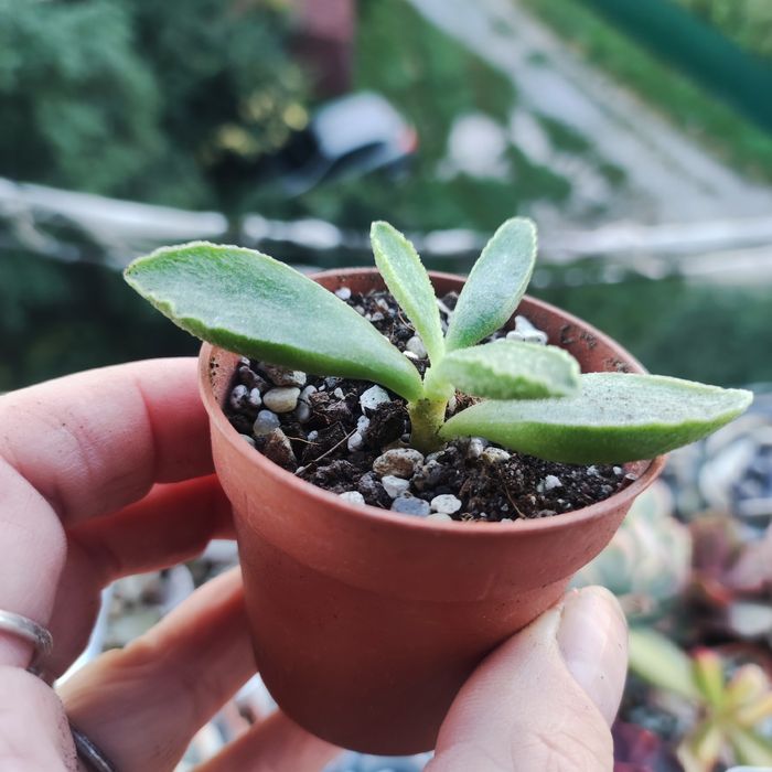 Продаж crassula різні