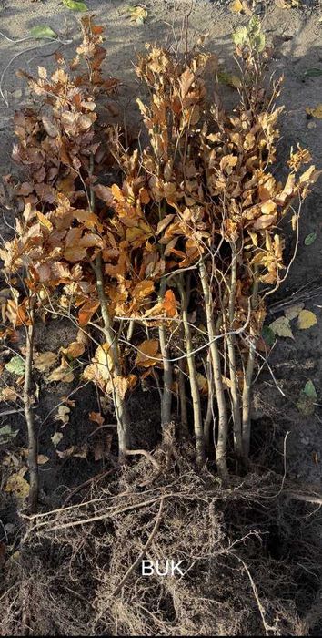 Grab Buk sadzonki EXTRA DUŻE na Żywopłot