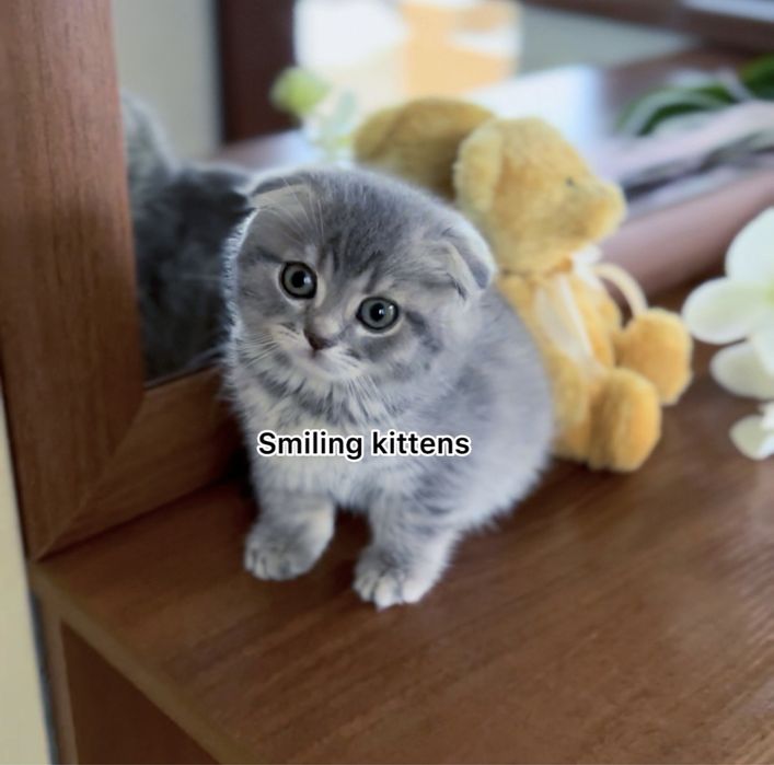 Срібні  кошенята