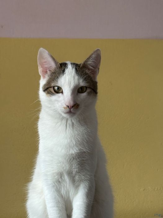 Biały kotek do adopcji