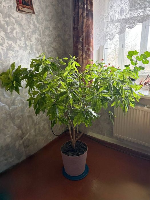 Гибискус китайская роза