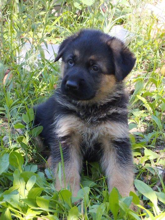 Cachorro Pastor Alemão.