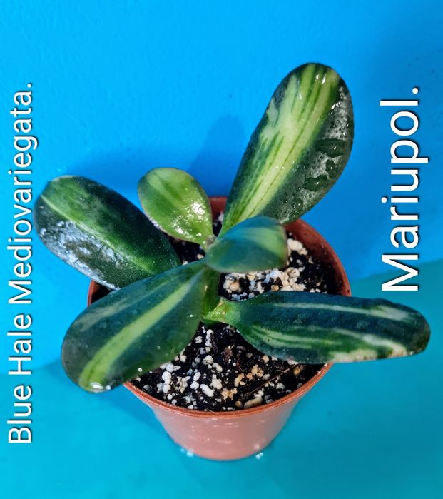 Вариегатные крассулы толстянки грошовi дерева суккуленты.