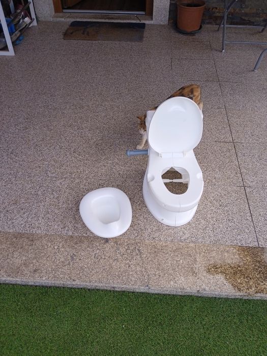 Bacio de treino em forma de mini sanita