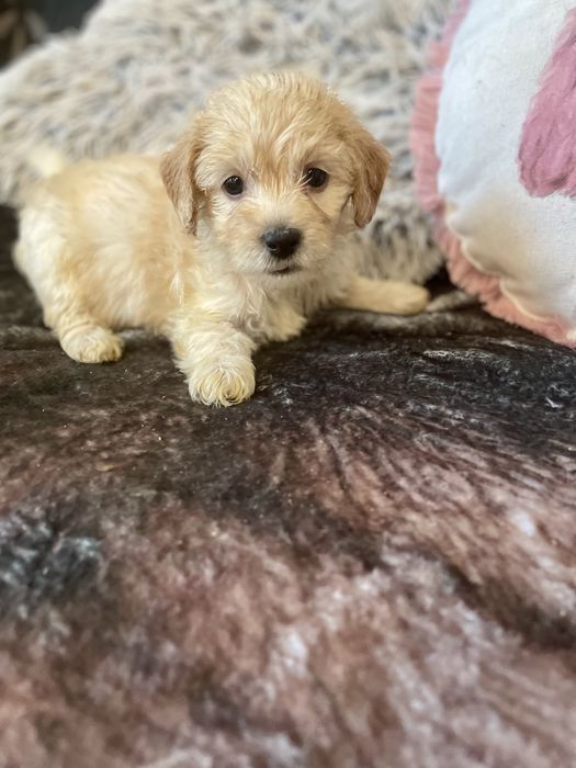 Maltipoo samczyk maltańczyk pudel
