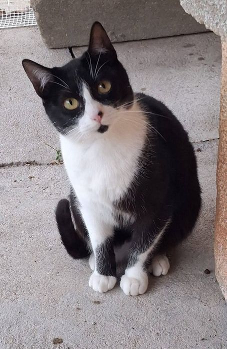 Zezinho-  gatinho jovem (6meses) para adoção