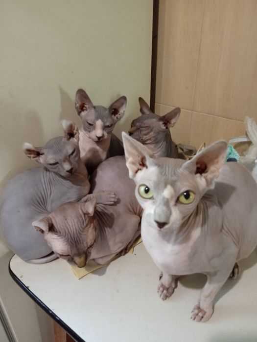 Продаються кошенята сфінкс
