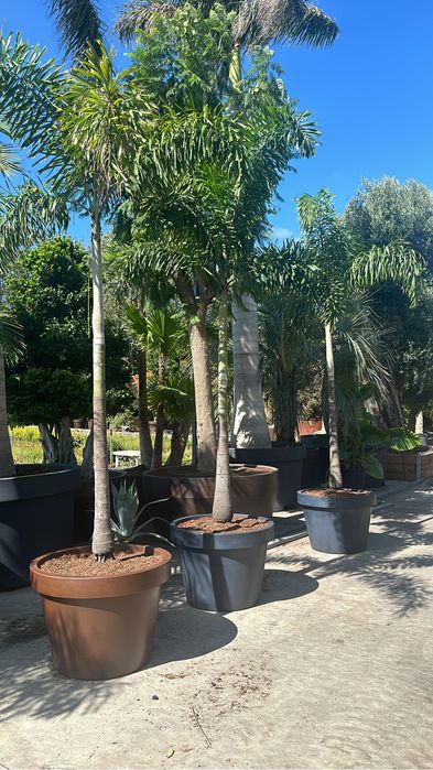 Wodyetia Bifurcata - Palmeira Rabo de Raposa 250/300/400cm