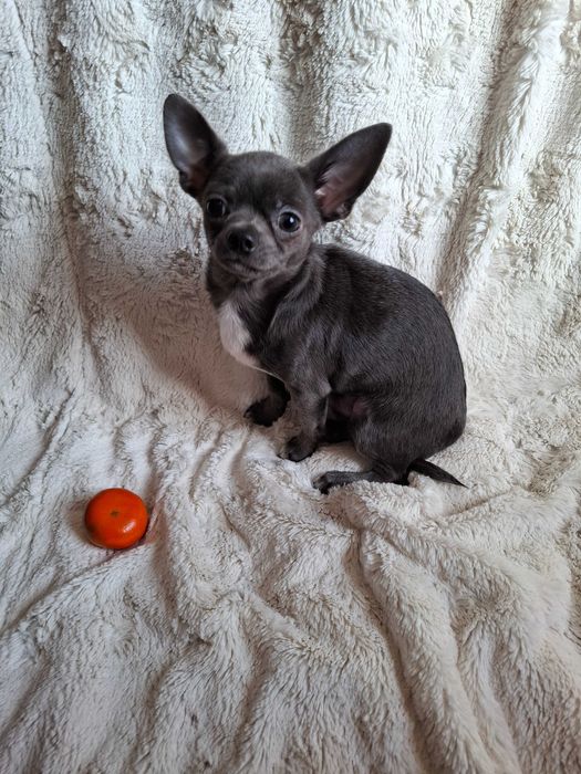 Zarezerwowany.Chihuahua 5 miesięcy 2 kg.