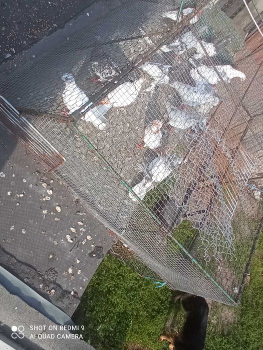 Gołębie pod kij tanio