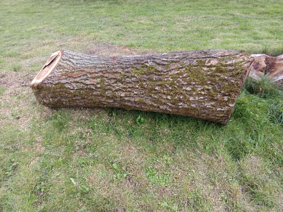 Konar z orzecha 180/60/40cm