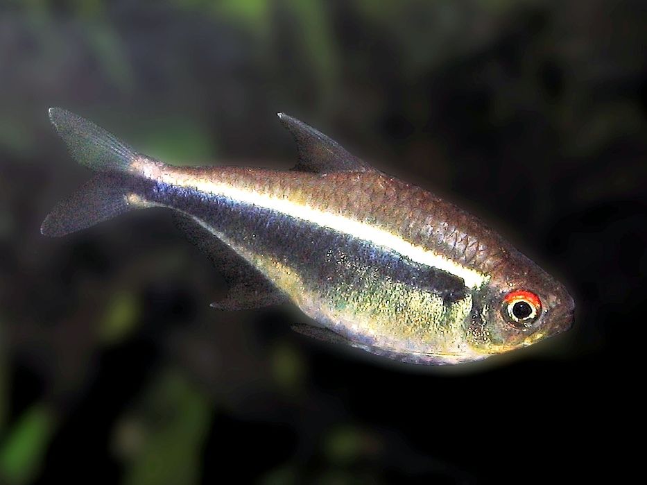 Neon czarny bystrzyk