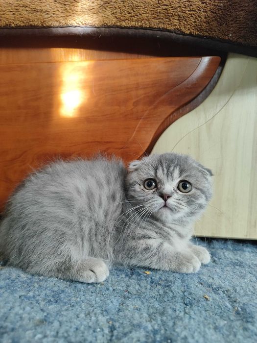 Шотландські кошенята