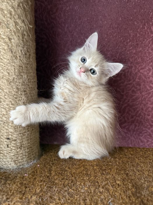 Кошенята в дуже добрі руки